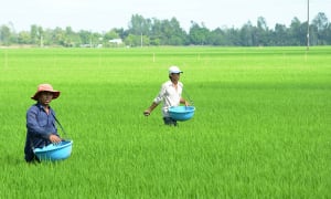 Hậu Giang: Liên danh Bội Thu – Khải Linh thắng gói thầu 6,8 tỷ