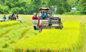 Hậu Giang: Trương Thành Căn trúng gói vật tư VietGAP tại Vị Thủy