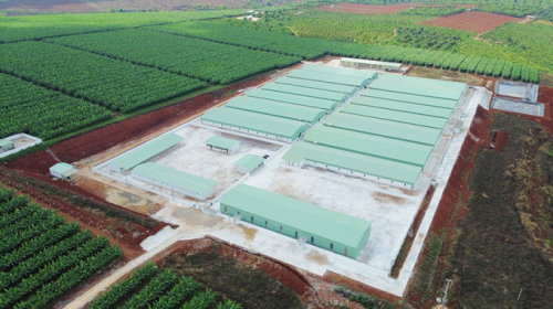 Gia Lai: Yêu cầu xử nghiêm công ty làm trang trại nuôi heo trái phép