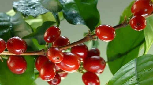 Giá nông sản hôm nay 05/5: Cà phê chao đảo giảm đồng loạt, hồ tiêu vượt ngưỡng 70.000 đồng/kg