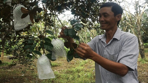 Ăn thử quả vú sữa đẹp mắt thấy ngọt mát, thơm dẻo quyết về nhân giống tạo ra vườn cây tiền tỷ