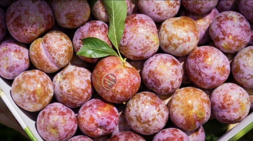 Mận Ruby xuất khẩu sang Hong Kong giá gần 400.000 đồng/kg