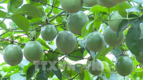 Mở rộng thị trường, hỗ trợ tiêu thụ nông sản miền núi