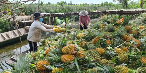 Trồng khóm ở Đồng Tháp Mười thu tiền tỷ mỗi năm