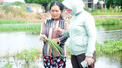 Mưa kéo dài, người trồng rau khốn đốn
