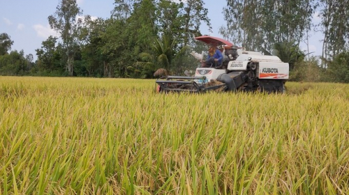 Xuất khẩu gạo đang “nóng” lên từng ngày