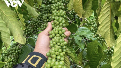 Cà phê đỉnh giá: Trong niềm vui ngắn cố gắng tạo niềm vui dài