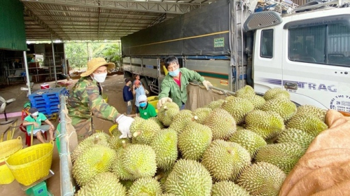 Bẻ kèo sầu riêng: Coi chừng tham bát bỏ mâm