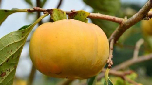 Ngọt giòn hồng đầu mùa trên đất D’ran