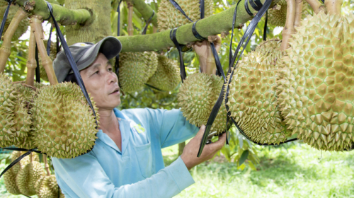Khánh Sơn: Mùa sầu riêng thơm nồng