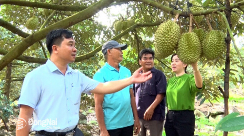 Trồng sầu riêng trên vùng Núi Đỏ