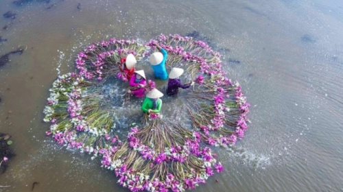 Săn” bông súng
