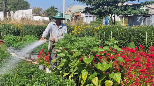 Hoa Tết vắng người mua