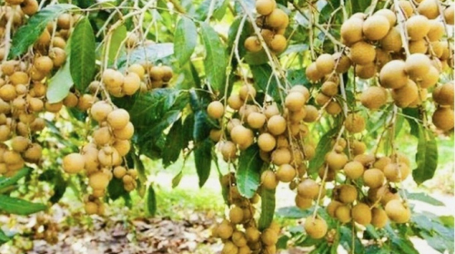 Vụ nhãn Hưng Yên 2025: Sản lượng vượt 50.000 tấn, trên 60% đạt chuẩn VietGAP và hữu cơ