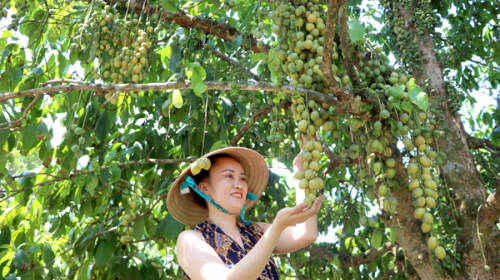 Nhà vườn đón mùa du lịch mới