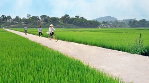 Trà Vinh: Cty Lương Hòa trúng gói thầu sửa đường phục vụ đất trồng lúa