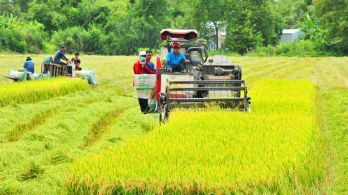 Hậu Giang: Trương Thành Căn trúng gói vật tư VietGAP tại Vị Thủy