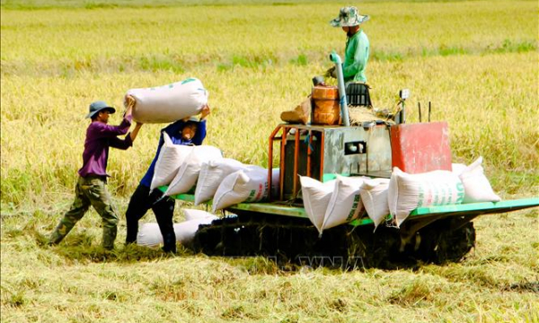 Thị trường nông sản tuần qua: Giá lúa, gạo giảm nhẹ