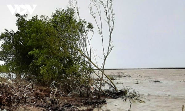 Cà Mau mất gần 5.000 ha rừng do sạt lở