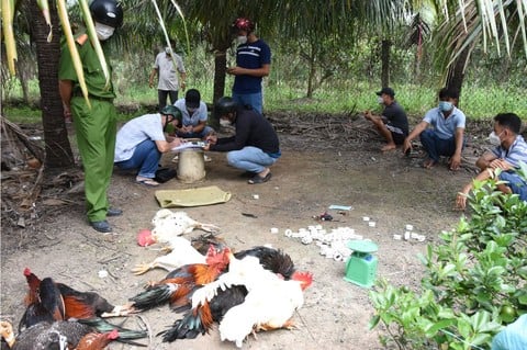 Vây bắt trường gà trong vườn dừa, thu giữ 150 triệu đồng