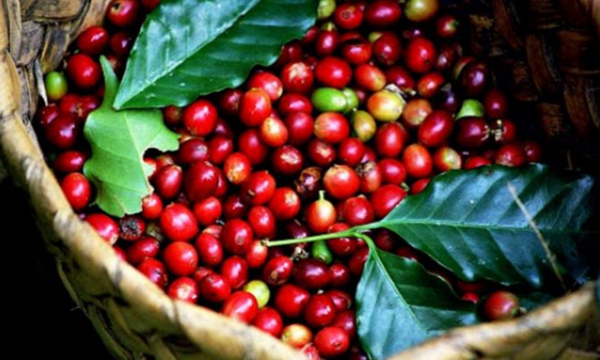Giá cà phê hôm nay 27/11: Tăng nhẹ thêm 200 - 300 đ/kg