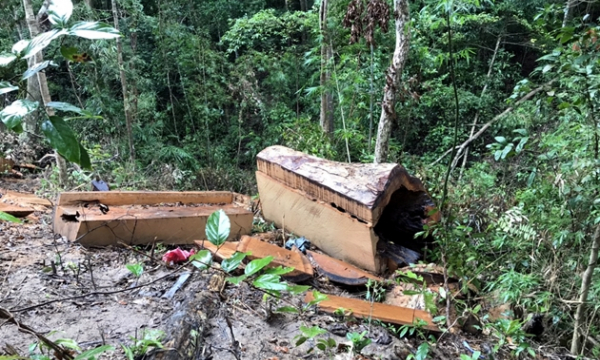 Bắt nhân viên bảo vệ rừng vì để mất gần 85m3 gỗ