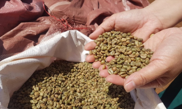 Xuất khẩu cà phê Việt Nam xếp thứ 2 thế giới và nỗi thiệt thòi 'xuất thô'