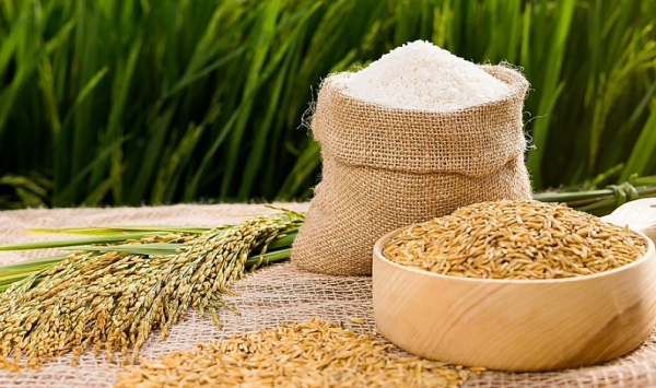 Gạo Việt Nam ngày càng được thị trường EU ưa chuộng