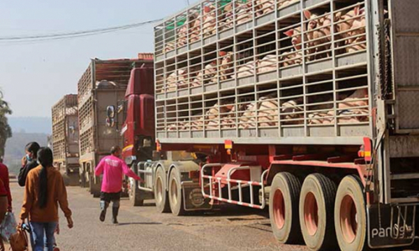 Campuchia tạm dừng nhập khẩu lợn sống từ Việt Nam