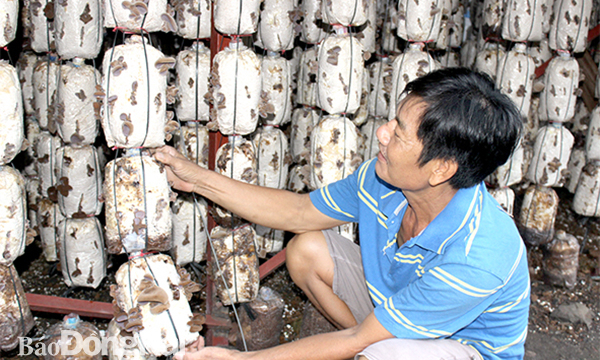 Nấm khan hàng, ''sốt'' giá