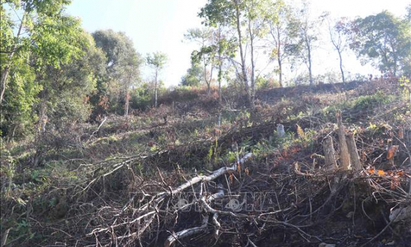 Xác minh việc thi công đường Trường Sơn Đông làm thiệt hại hơn 15 ha rừng đặc dụng
