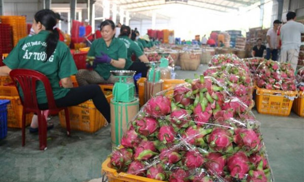 Giá thanh long ở Tiền Giang đang có xu hướng tăng trở lại