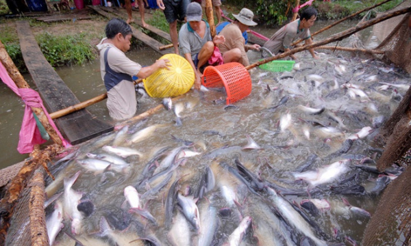 Ngành thủy sản 'bứt tốc', thị trường Trung Quốc hồi phục mạnh mẽ