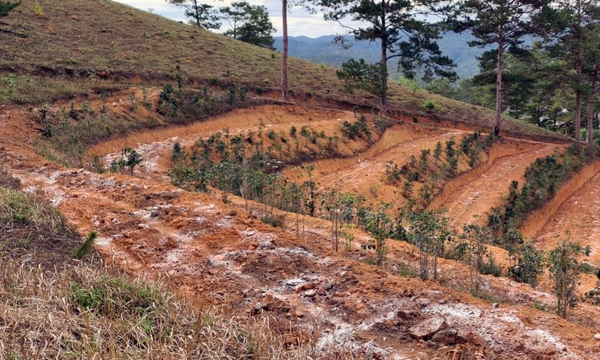 Rừng thông ở Lâm Đồng bị ủi phá lấy đất