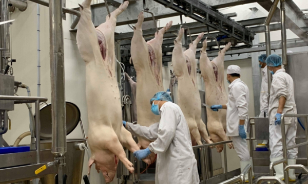 Giá thịt lợn toàn cầu sẽ tăng cao do Nga cấm xuất khẩu?