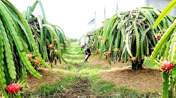 Bình Thuận: 100.000 tấn thanh long cần được tiêu thụ