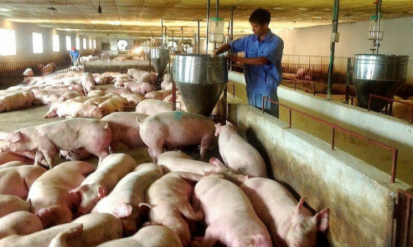 Thịt lợn “ế”, giá lao dốc, vì sao không tính đến xuất khẩu?