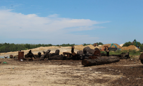 Đang xác minh nguồn gốc 24m3 gỗ trên bãi tập kết cát ở lòng hồ Dầu Tiếng