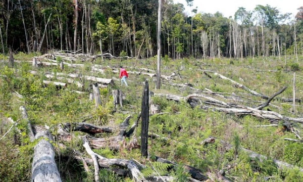 Những dự án 'nuốt' rừng: Băm nát Măng Đen