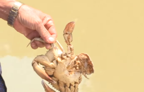 Cà Mau: Xác định nguyên nhân cua biển nuôi trong vuông tôm chết bất thường