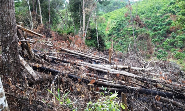 Để xảy ra phá rừng, Lâm Đồng tạm đình chỉ công tác chủ tịch xã Lộc Phú