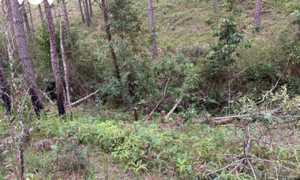 Bắt quả tang 5 đối tượng phá rừng chiếm đất ở Đà Lạt