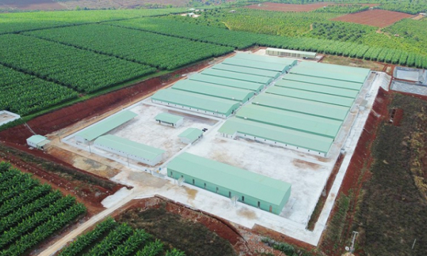 Gia Lai: Yêu cầu xử nghiêm công ty làm trang trại nuôi heo trái phép