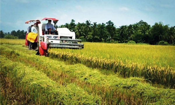 Gạo Việt Nam chinh phục thế giới nhờ chất lượng ổn định và có thương hiệu