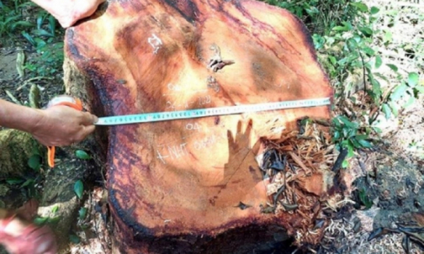 Truy nã 3 đối tượng khai thác trái phép gỗ hương tại Vườn quốc gia Kon Ka Kinh, Gia Lai