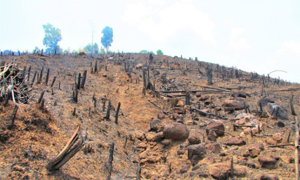 Hơn 70ha rừng bị ‘cạo trọc’, lấn chiếm: Chủ rừng bất lực?
