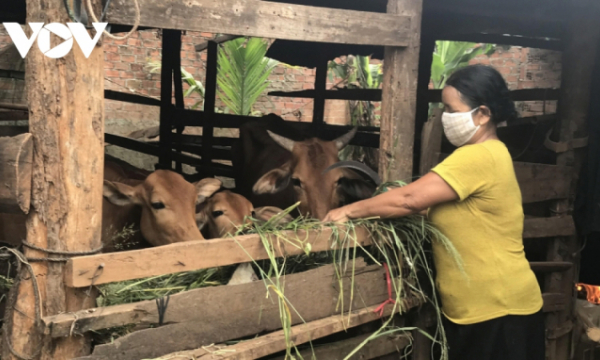 “Ngân hàng bò” giúp hộ nghèo ở Buôn Ma Thuột vượt khó