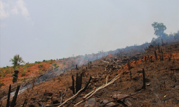 Đắk Lắk phát hiện thêm 2 vụ phá rừng với tổng thiệt hại gần 100ha