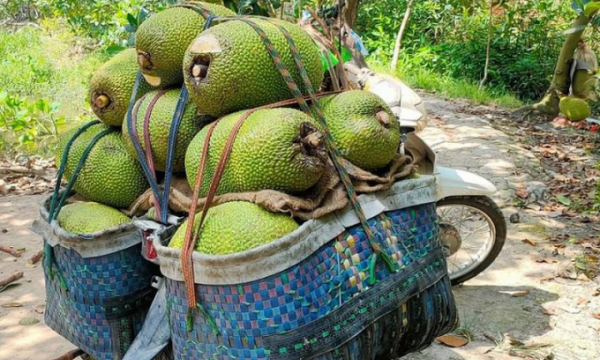 Mít Thái tại vườn rớt giá thê thảm chỉ còn 2.000 đồng/kg