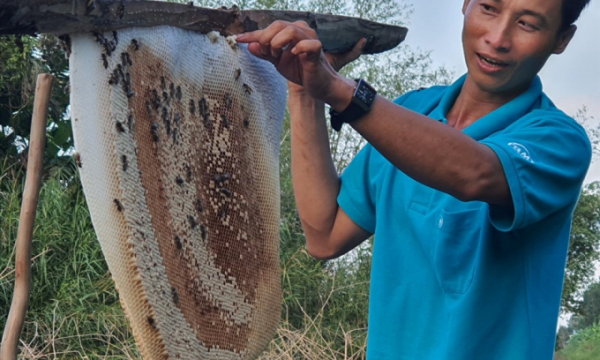 Về U Minh xem tổ ong, nồi lẩu mắm lớn nhất Việt Nam